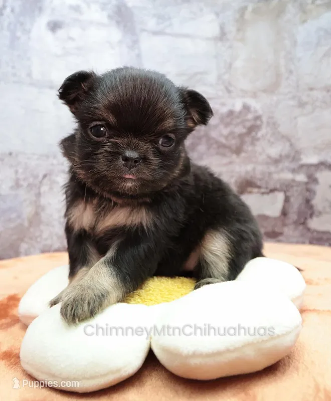 AKC PEPITA – Chihuahua puppy for sale in Muskogee, OK