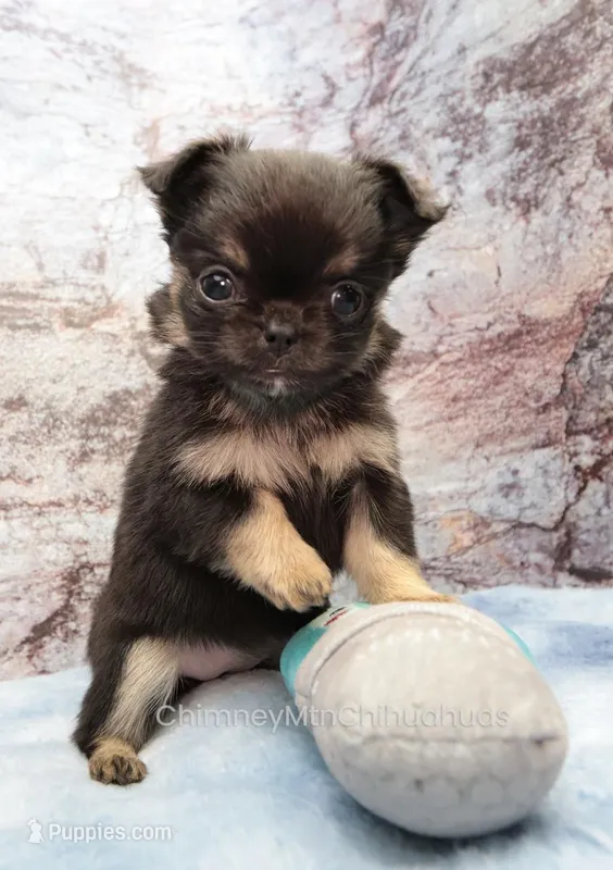 AKC PEPITA – Chihuahua puppy for sale in Muskogee, OK