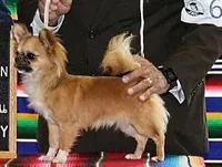 AKC PEPITA, a female Chihuahua for sale in Muskogee, OK – Photo 9 of 10
