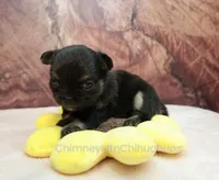 AKC PEPITA, a female Chihuahua for sale in Muskogee, OK – Photo 3 of 10