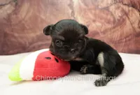 AKC PEPITA, a female Chihuahua for sale in Muskogee, OK – Photo 4 of 10