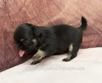 AKC PEPITA, a female Chihuahua for sale in Muskogee, OK – Photo 7 of 10