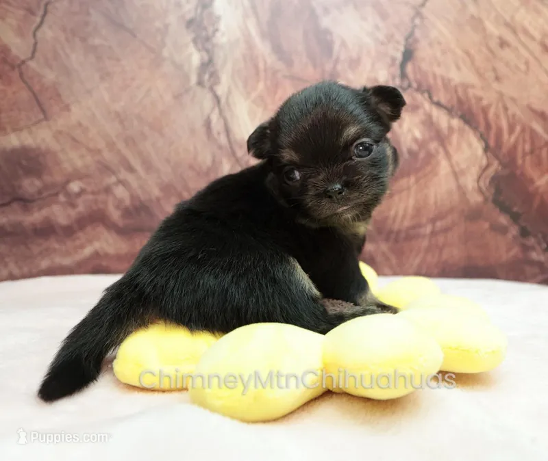 AKC PEPITA – Chihuahua puppy for sale in Muskogee, OK