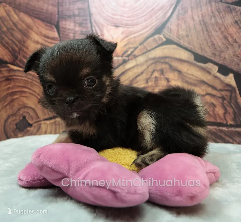 AKC PEPITA – Chihuahua puppy for sale in Muskogee, OK
