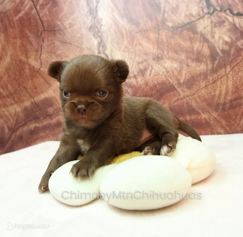 AKC MARGO – Chihuahua puppy on hold in Muskogee, OK