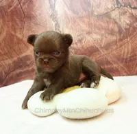 AKC MARGO, a female Chihuahua for sale in Muskogee, OK – 1 of 10