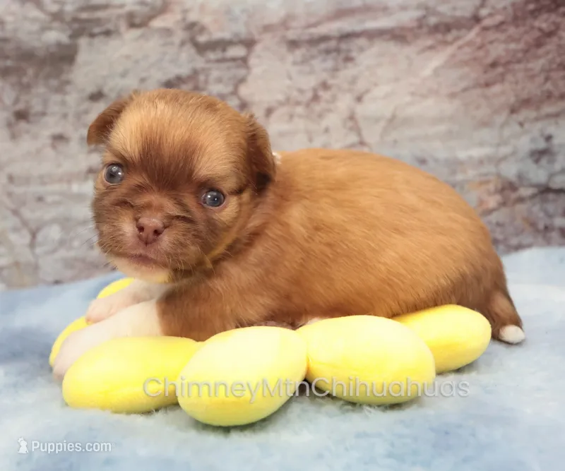 AKC PIP – Chihuahua puppy for sale in Muskogee, OK