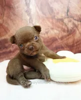 AKC AGNES, a female Chihuahua for sale in Muskogee, OK – 1 of 10