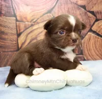 AKC EMILY, a female Chihuahua for sale in Muskogee, OK – 1 of 10