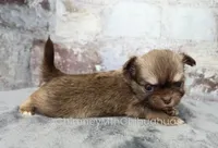 AKC CINNAMON, a female Chihuahua for sale in Muskogee, OK – 5 of 10