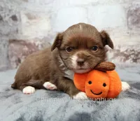AKC NUTMEG, a female Chihuahua for sale in Muskogee, OK – 1 of 10