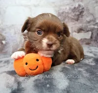 AKC NUTMEG, a female Chihuahua for sale in Muskogee, OK – 2 of 10