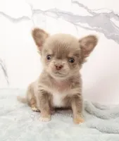 Unborn Litter- AKC, a  Chihuahua for sale in Muskogee, OK – 5 of 10
