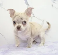 AKC RICO, a male Chihuahua for sale in Muskogee, OK – 7 of 10
