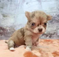 AKC IDA, a female Chihuahua for sale in Muskogee, OK – 4 of 10