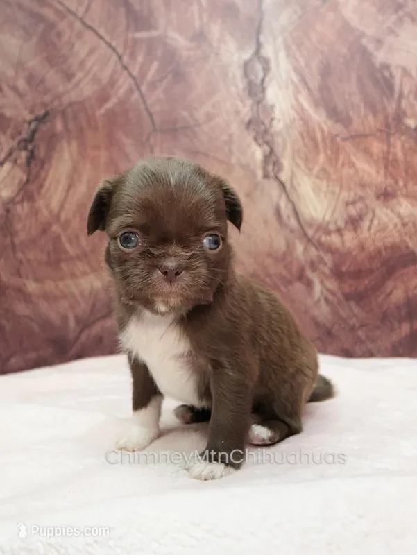 AKC GIDEON – Chihuahua puppy for sale in Muskogee, OK