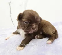 AKC GIDEON, a male Chihuahua for sale in Muskogee, OK – Photo 6 of 10