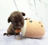 AKC GIDEON, a male Chihuahua for sale in Muskogee, OK – Photo 5 of 10