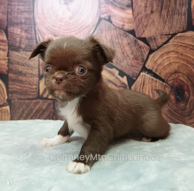 AKC GIDEON – Chihuahua puppy for sale in Muskogee, OK