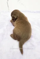 AKC GIDEON, a male Chihuahua for sale in Muskogee, OK – Photo 8 of 10