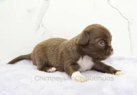 AKC GIDEON, a male Chihuahua for sale in Muskogee, OK – Photo 4 of 10