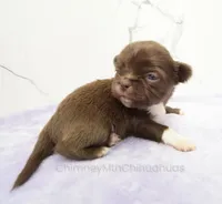 AKC GIDEON, a male Chihuahua for sale in Muskogee, OK – Photo 3 of 10