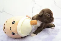 AKC GIDEON, a male Chihuahua for sale in Muskogee, OK – Photo 7 of 10