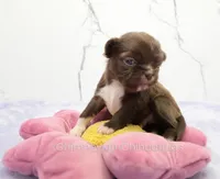 AKC GIDEON, a male Chihuahua for sale in Muskogee, OK – Photo 2 of 10