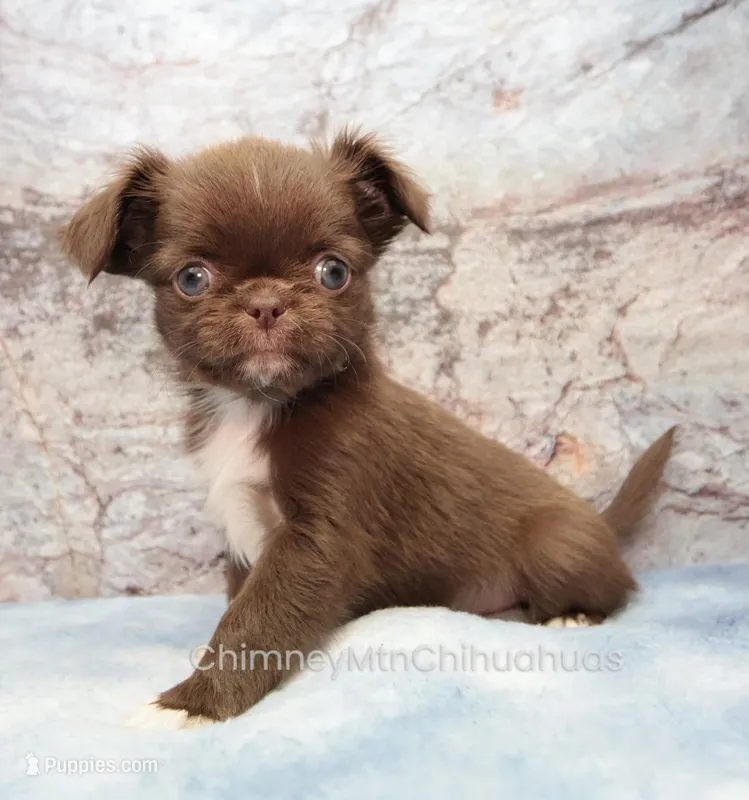 AKC GIDEON – Chihuahua puppy for sale in Muskogee, OK