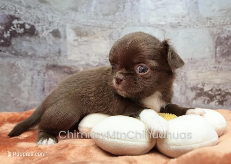 AKC GIDEON – Chihuahua puppy for sale in Muskogee, OK