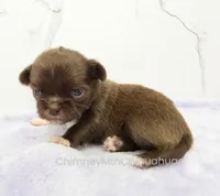 AKC GIDEON, a male Chihuahua for sale in Muskogee, OK – Photo 1 of 10