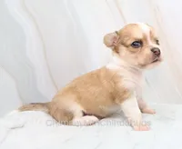 AKC IKE, a male Chihuahua for sale in Muskogee, OK – 6 of 10