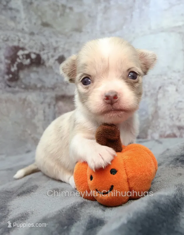 AKC BRAMBLE – Chihuahua puppy for sale in Muskogee, OK