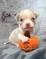 AKC BRAMBLE, a female Chihuahua for sale in Muskogee, OK – 1 of 10