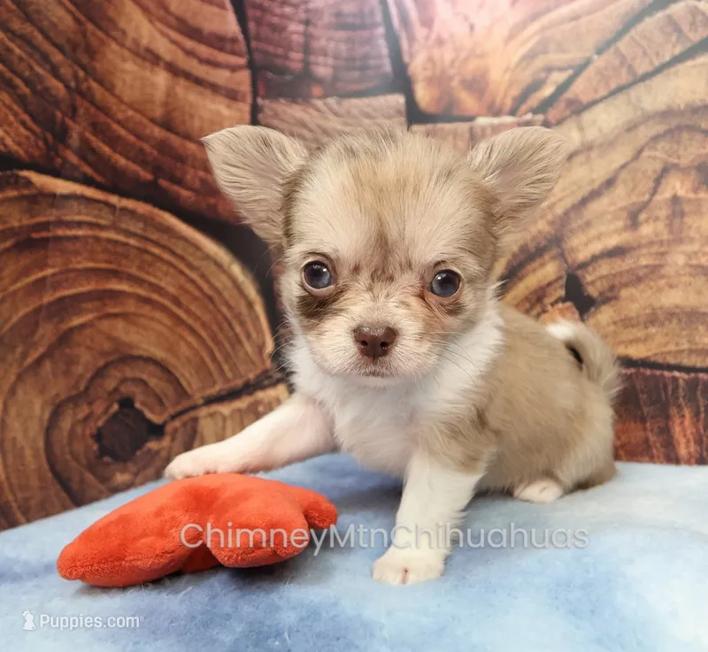 AKC IVY – Chihuahua puppy for sale in Muskogee, OK