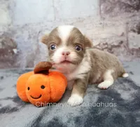 AKC FROST, a male Chihuahua for sale in Muskogee, OK – 3 of 10