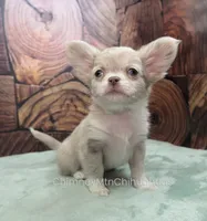 Unborn Litter- AKC, a  Chihuahua for sale in Muskogee, OK – 6 of 8