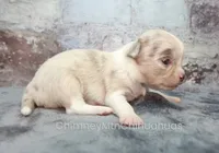 AKC BRAMBLE, a female Chihuahua for sale in Muskogee, OK – 8 of 10
