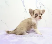 AKC IVY, a female Chihuahua for sale in Muskogee, OK – 6 of 10