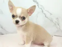 Unborn Litter- AKC, a  Chihuahua for sale in Muskogee, OK – Photo 6 of 8