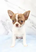 Unborn Litter- AKC, a  Chihuahua for sale in Muskogee, OK – Photo 4 of 8