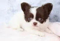 Unborn Litter- AKC, a  Chihuahua for sale in Muskogee, OK – Photo 3 of 8