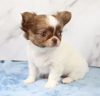 Unborn Litter- AKC, a  Chihuahua for sale in Muskogee, OK – Photo 2 of 8