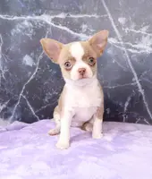 Unborn Litter- AKC, a  Chihuahua for sale in Muskogee, OK – Photo 5 of 8