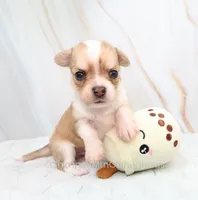 AKC IKE, a male Chihuahua for sale in Muskogee, OK – 3 of 10