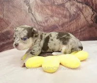 AKC REID, a male Chihuahua for sale in Muskogee, OK – Photo 8 of 10