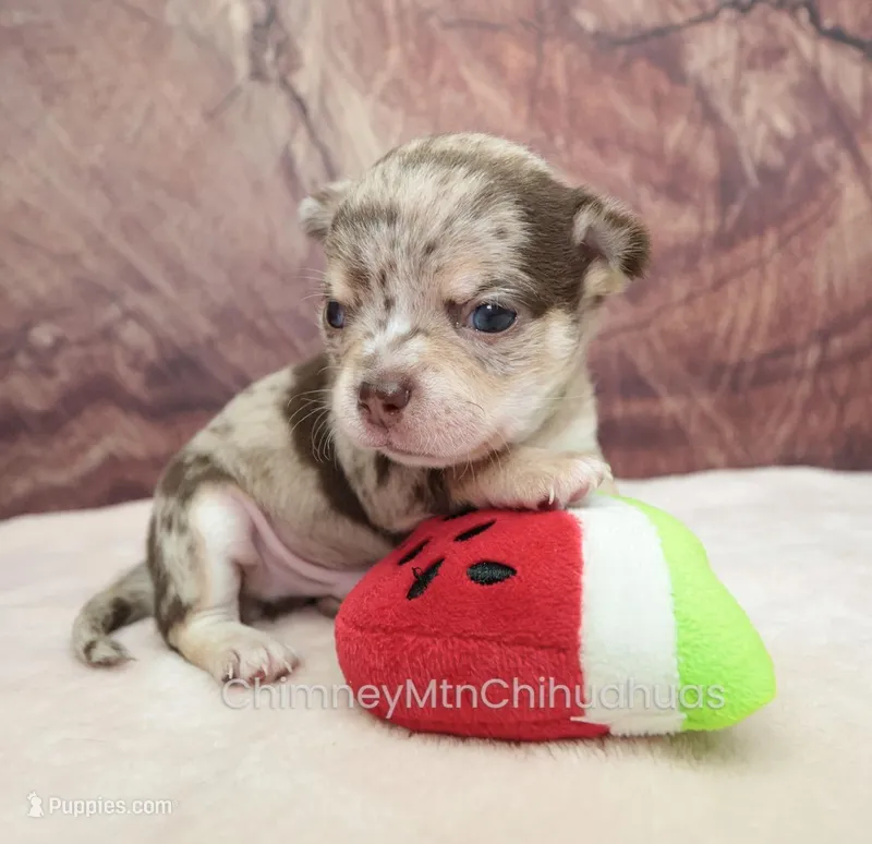 AKC REID – Chihuahua puppy for sale in Muskogee, OK