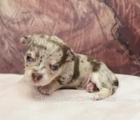 AKC REID, a male Chihuahua for sale in Muskogee, OK – Photo 4 of 10