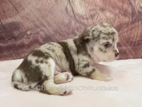 AKC REID, a male Chihuahua for sale in Muskogee, OK – Photo 5 of 10