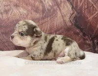 AKC REID, a male Chihuahua for sale in Muskogee, OK – Photo 3 of 10